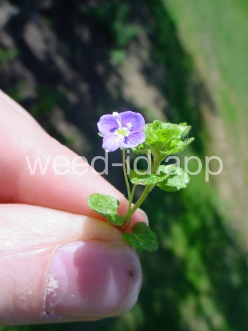 speedwell, slender